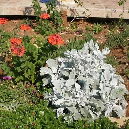 In With Terrace, Air Conditioning, Wi-fi, Washing Machine * Pirovac